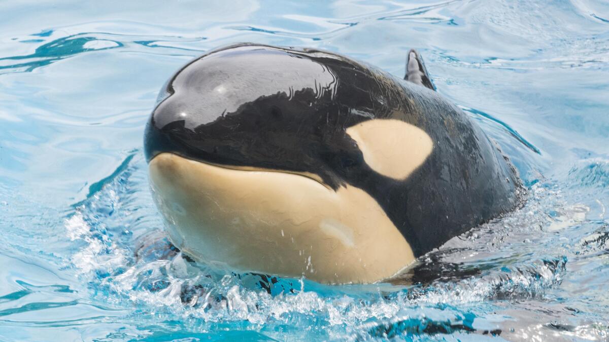 Killer whale dies suddenly at SeaWorld San Diego | AP News